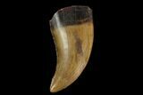 Serrated, Raptor Tooth - Judith River Formation #129802-1